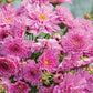 25 Cosmos Seeds Cosmos Double Click Rose Bon Bon