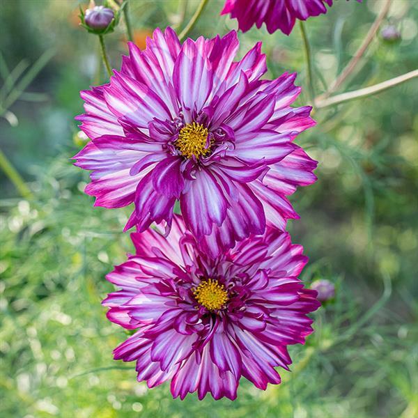 25 Cosmos Seeds Cosmos Double Click Violet Bicolor