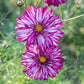 25 Cosmos Seeds Cosmos Double Click Violet Bicolor