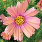 50 Cosmos Seeds Cosmos Lemonade