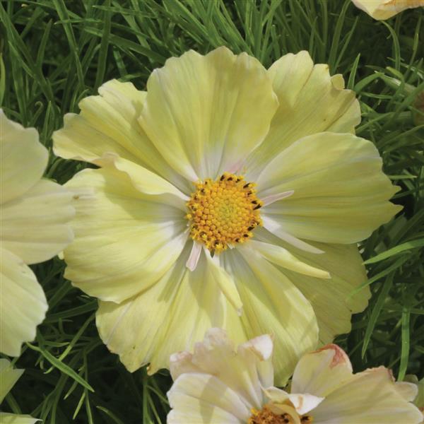 50 Cosmos Seeds Cosmos Lemonade