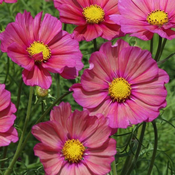 50 Cosmos Seeds Cosmos Xsenia Cut Flower Seeds