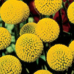 100 Craspedia Seeds Craspedia Globosa Billy Buttons