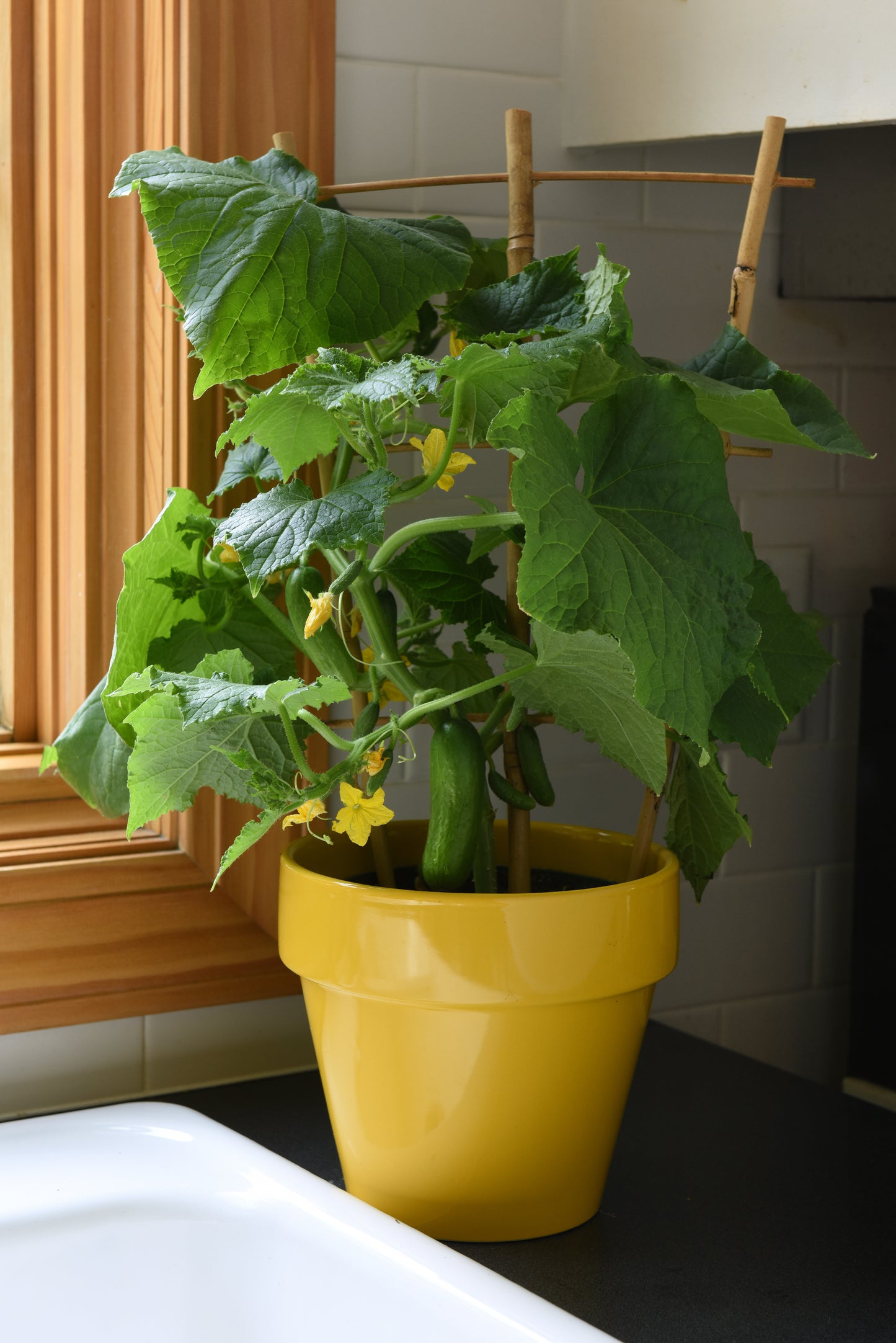 25 Cucumber Seeds Kitchen Minis Potted Cucumber