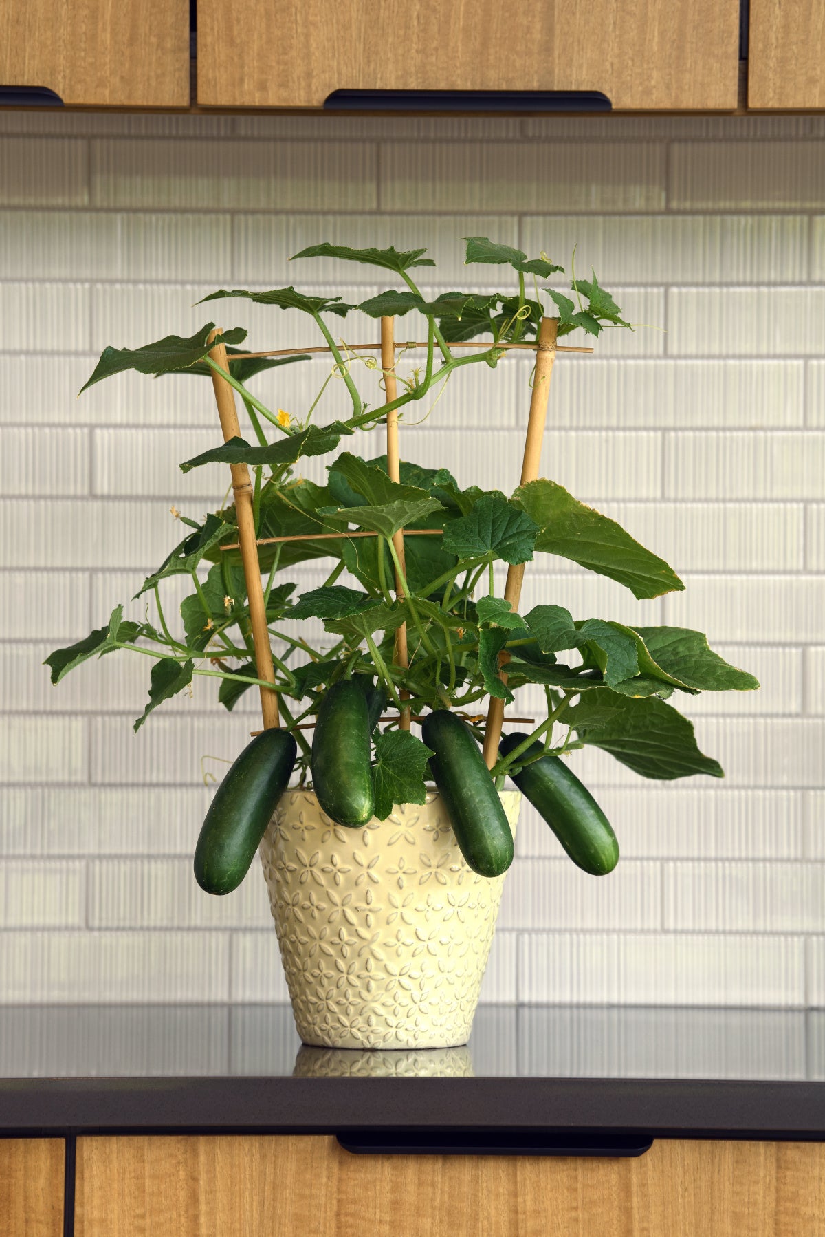 25 Cucumber Seeds Kitchen Minis Potted Cucumber