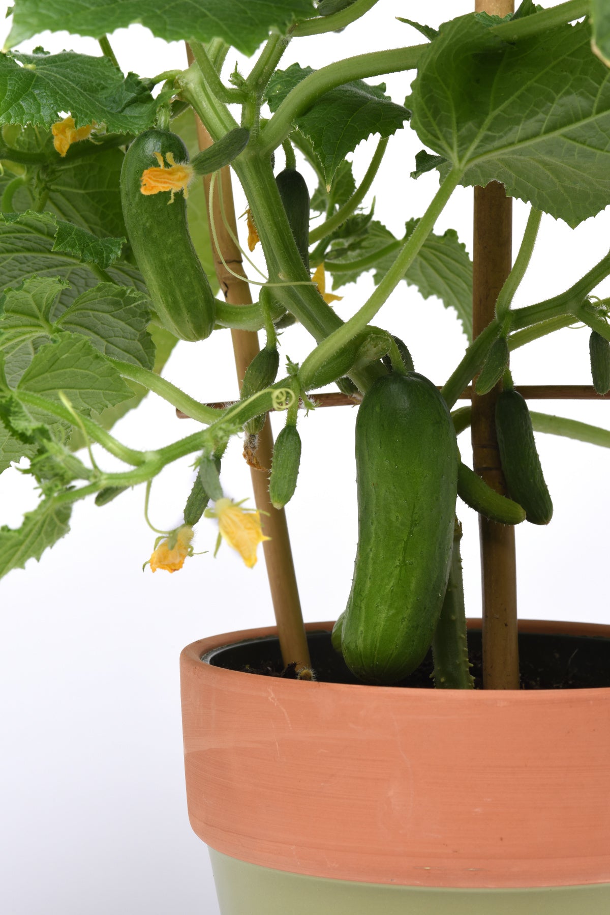 25 Cucumber Seeds Kitchen Minis Potted Cucumber