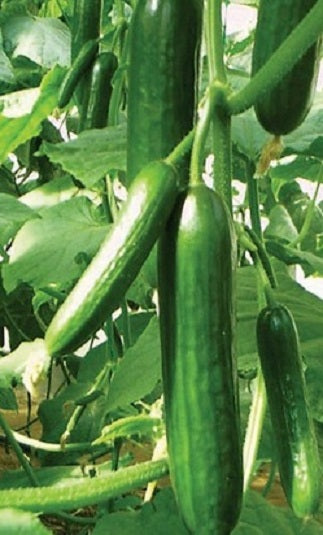 100 Cucumber Seeds Muncher Cucumber