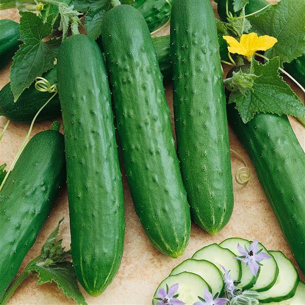 50 Cucumber Seeds Saladmore Bush Hybrid