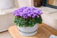 Cyclamen Seeds Cyclamen Super Serie Dragon Light Blue New 2025