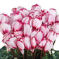 15 Cyclamen Seeds Cyclamen Halios Victoria