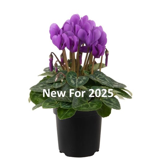 Cyclamen Seeds Cyclamen Super Serie Dragon Dark Blue New 2025