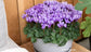 Cyclamen Seeds Cyclamen Super Serie Dragon Light Blue (Coming Soon)