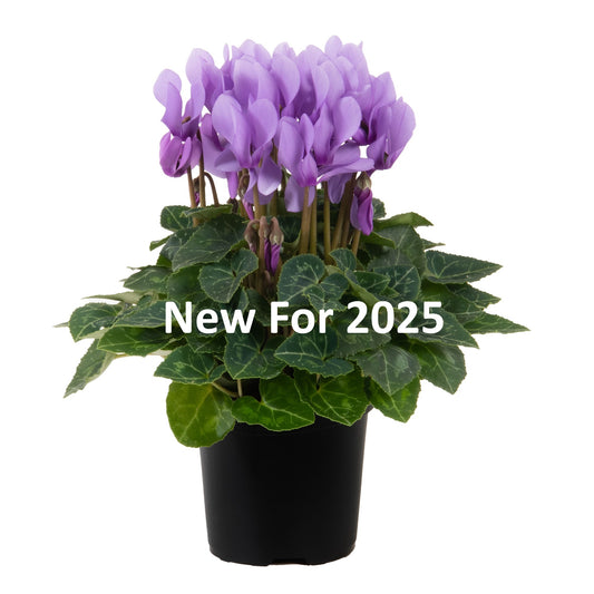 Cyclamen Seeds Cyclamen Super Serie Dragon Light Blue New 2025