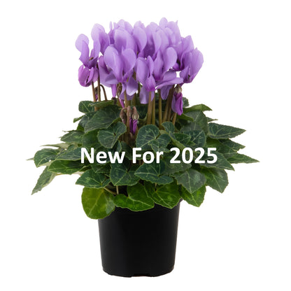 Cyclamen Seeds Cyclamen Super Serie Dragon Light Blue New 2025