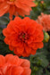 50 Dahlia Seeds Figaro Orange Shades Dahlia Flowers