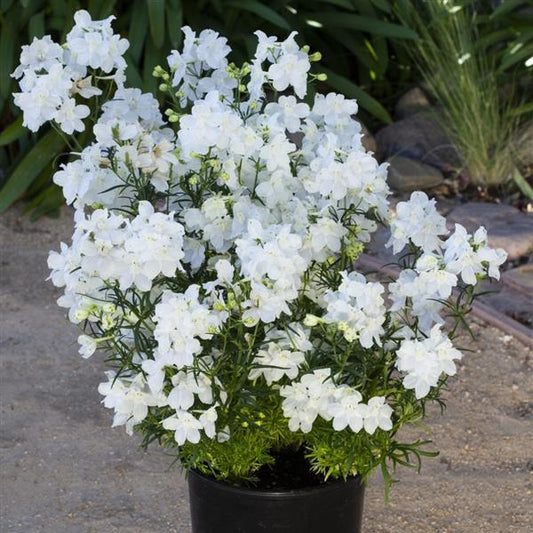 25 Delphinium Seeds Delphinium Hunky Dory White