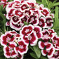 Dianthus Seeds Dianthus Diabunda Red Picotee 50 Pelleted Seeds