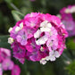 25 Pelleted Dianthus Seeds Amazon ™ Lavender Magic