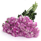 25 Pelleted Dianthus Seeds Amazon ™ Lavender Magic