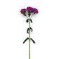 25 Pelleted Dianthus Seeds Amazon ™ Neon Purple