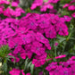 25 Pelleted Dianthus Seeds Amazon ™ Neon Purple