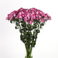 25 Pelleted Dianthus Seeds Amazon ™ Rose Magic