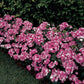 25 Pelleted Dianthus Seeds Amazon ™ Rose Magic