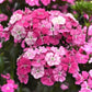 25 Pelleted Dianthus Seeds Amazon ™ Rose Magic