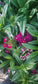 50 Dianthus Seeds Dianthus Barbarini Mix Perennial Seeds