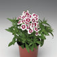 Dianthus Seeds Dianthus Diabunda Red Picotee 50 Pelleted Seeds