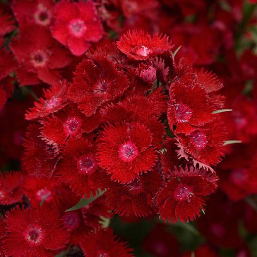 Dianthus Rockin’™ Red 25 Pelleted Dianthus Seeds