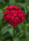 50 Pelleted Dianthus Seeds Dianthus Sweet Cherry