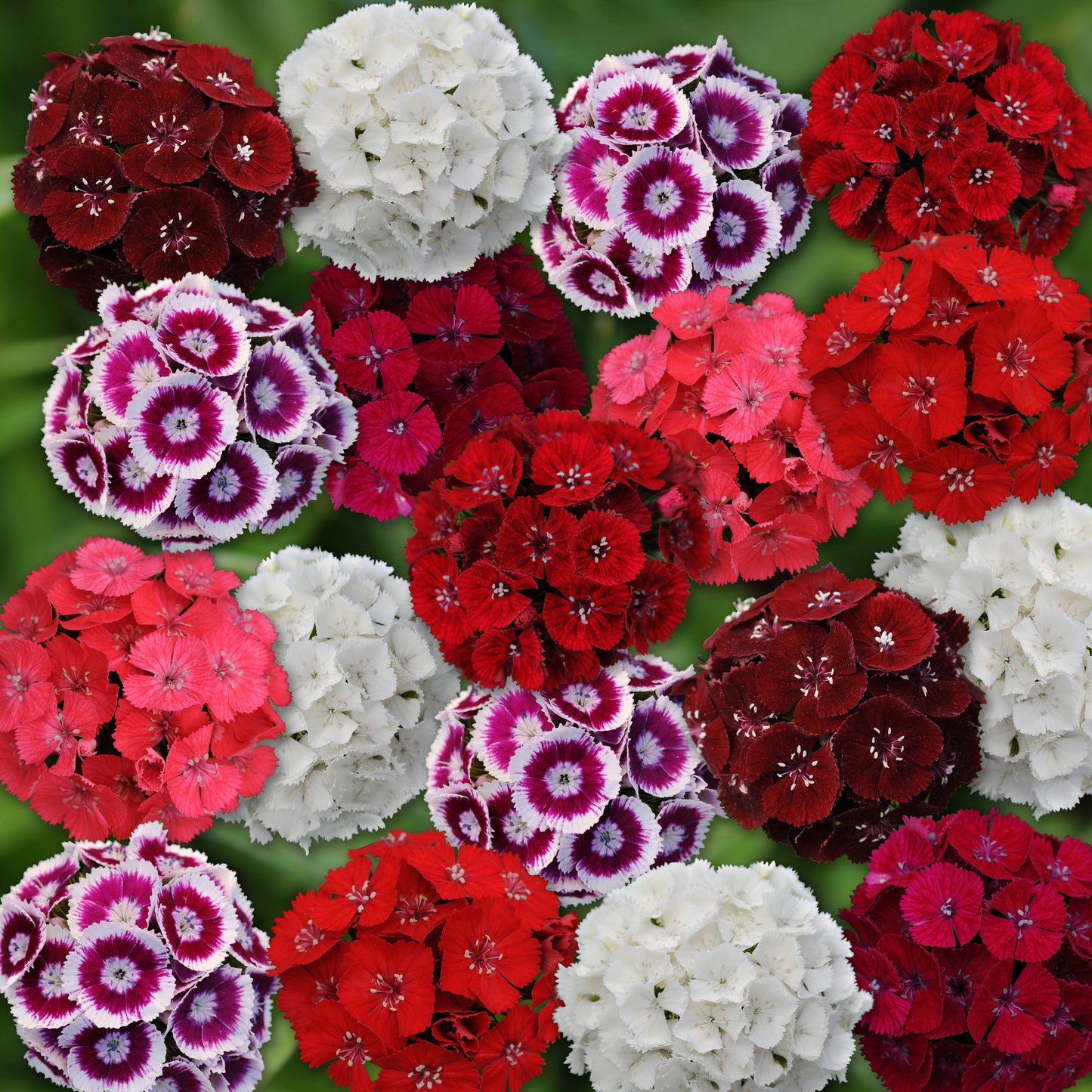 50 Pelleted Dianthus Seeds Dianthus Sweet Mix