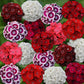 50 Pelleted Dianthus Seeds Dianthus Sweet Mix