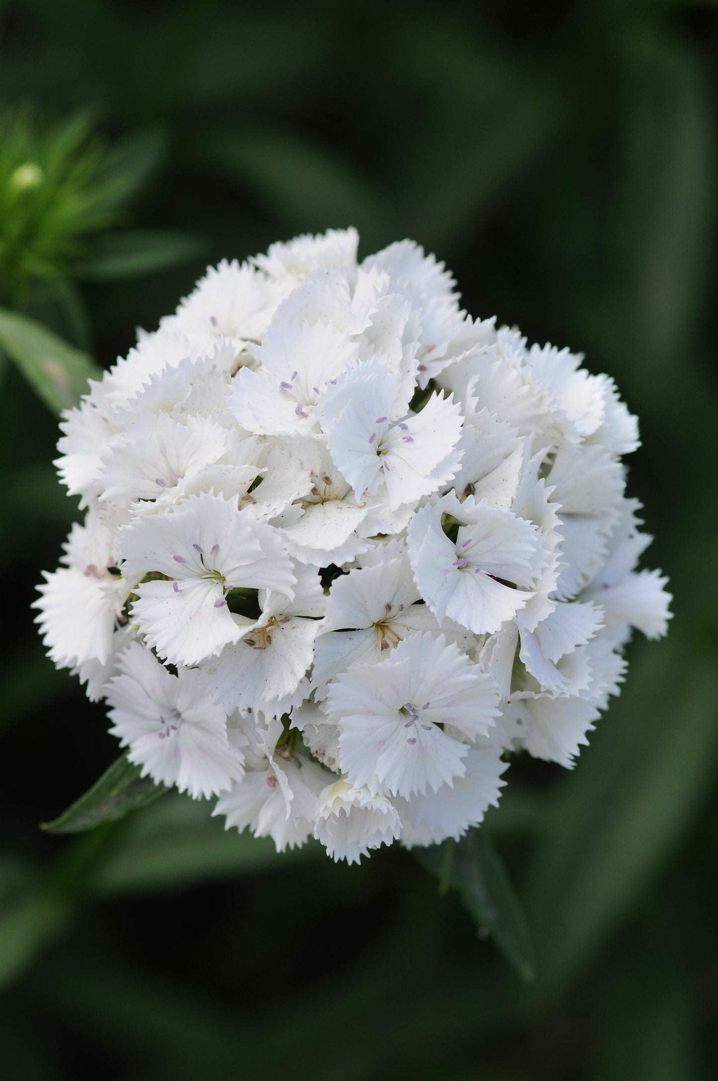 50 Pelleted Dianthus Seeds Dianthus Sweet White