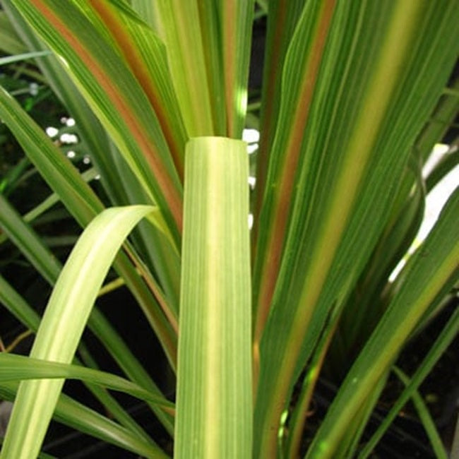 Dracaena Spike Australis Bronze 100 Dracaena Seeds