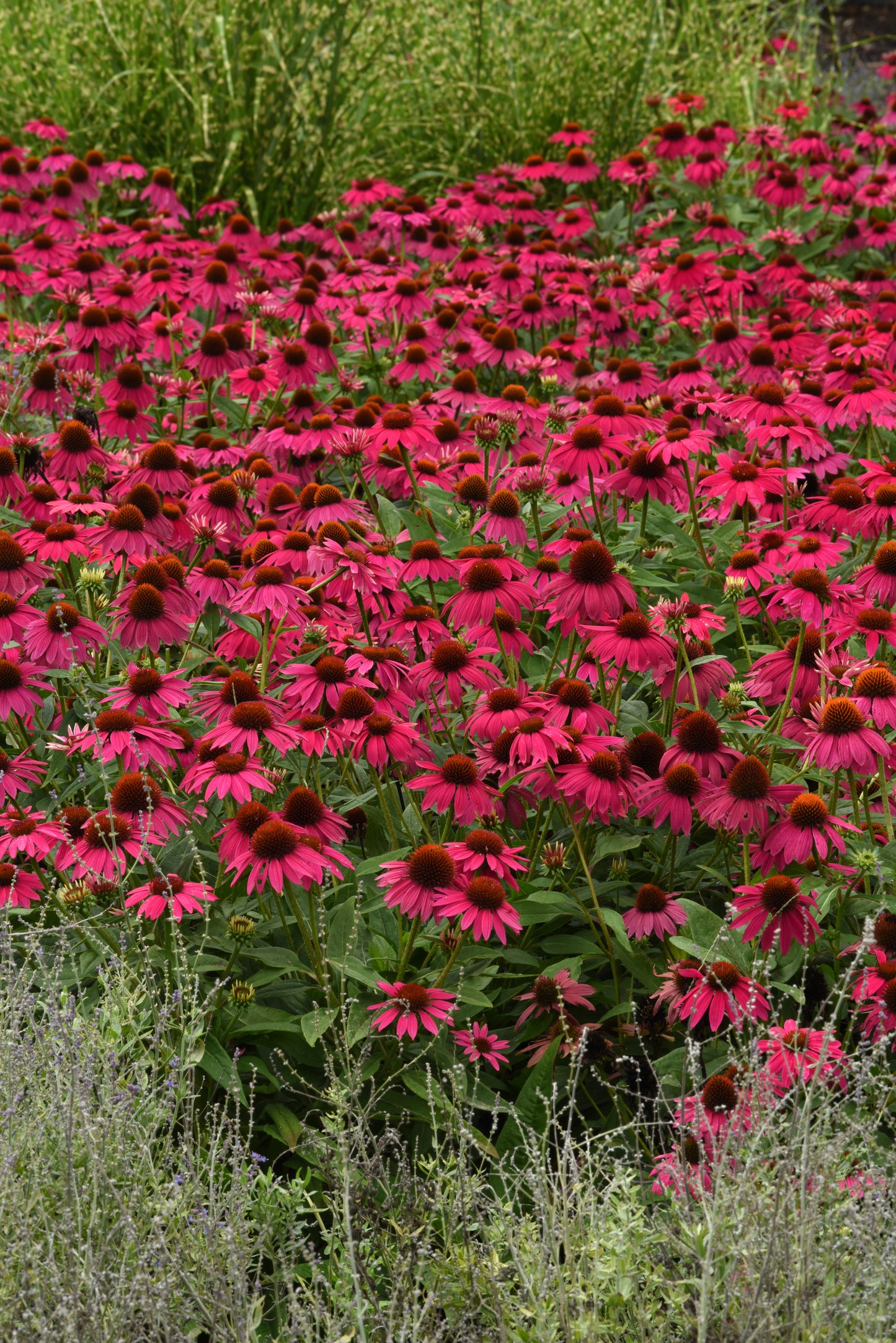 15 Echinacea Seeds Echinacea Artisan Brilliant Rose Flower Seeds