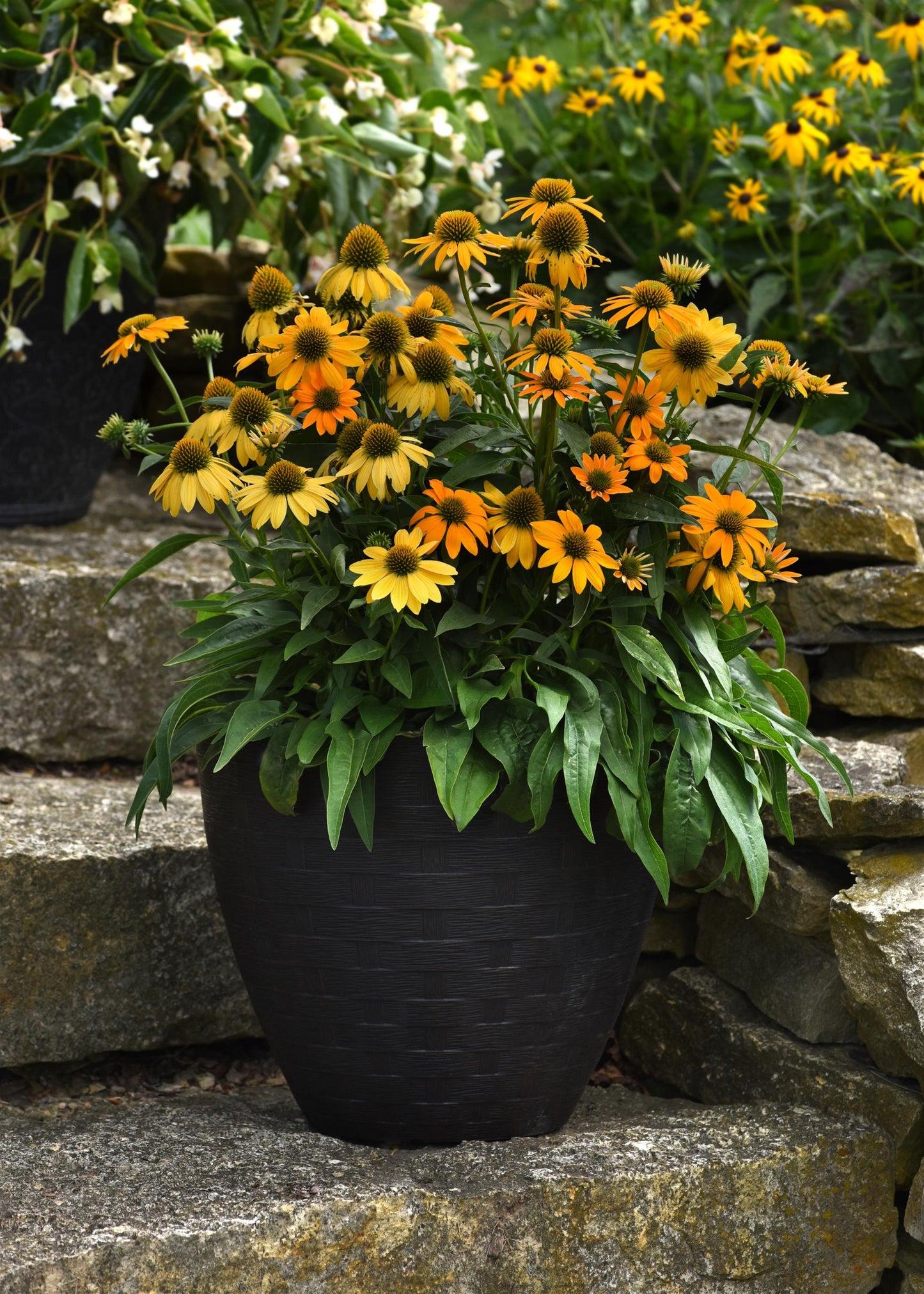 15 Echinacea Seeds Echinacea Artisan Yellow Ombre Flower Seeds