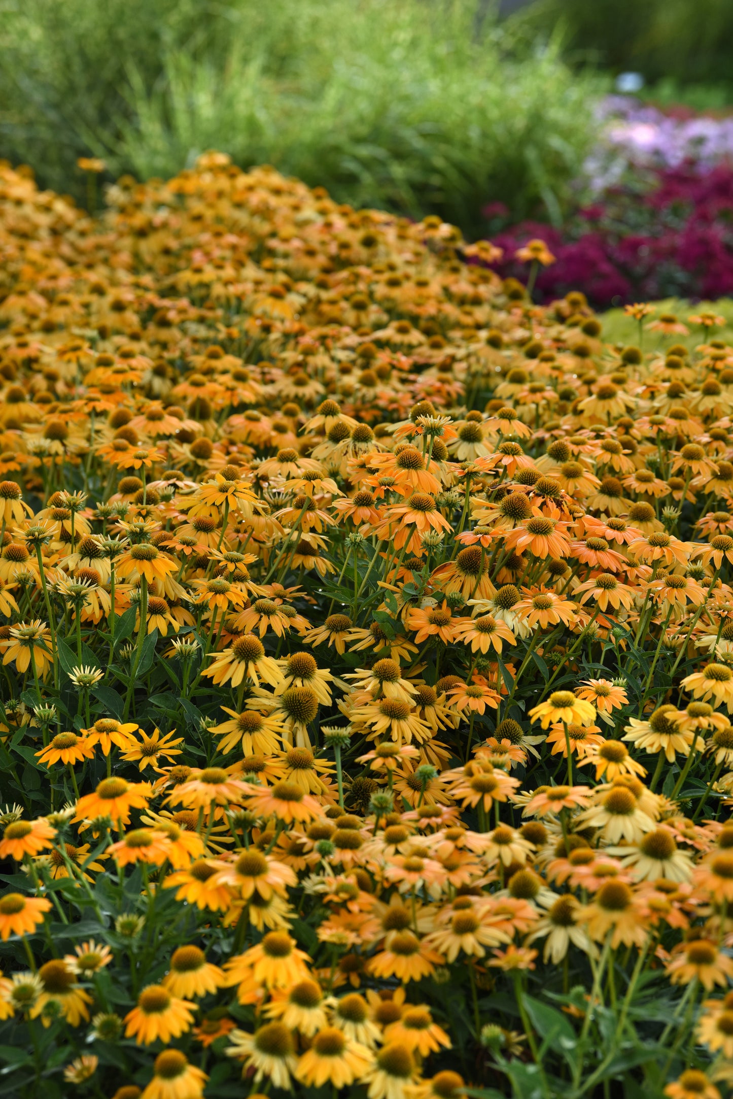 15 Echinacea Seeds Echinacea Artisan Yellow Ombre Flower Seeds