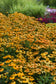 15 Echinacea Seeds Echinacea Artisan Yellow Ombre Flower Seeds