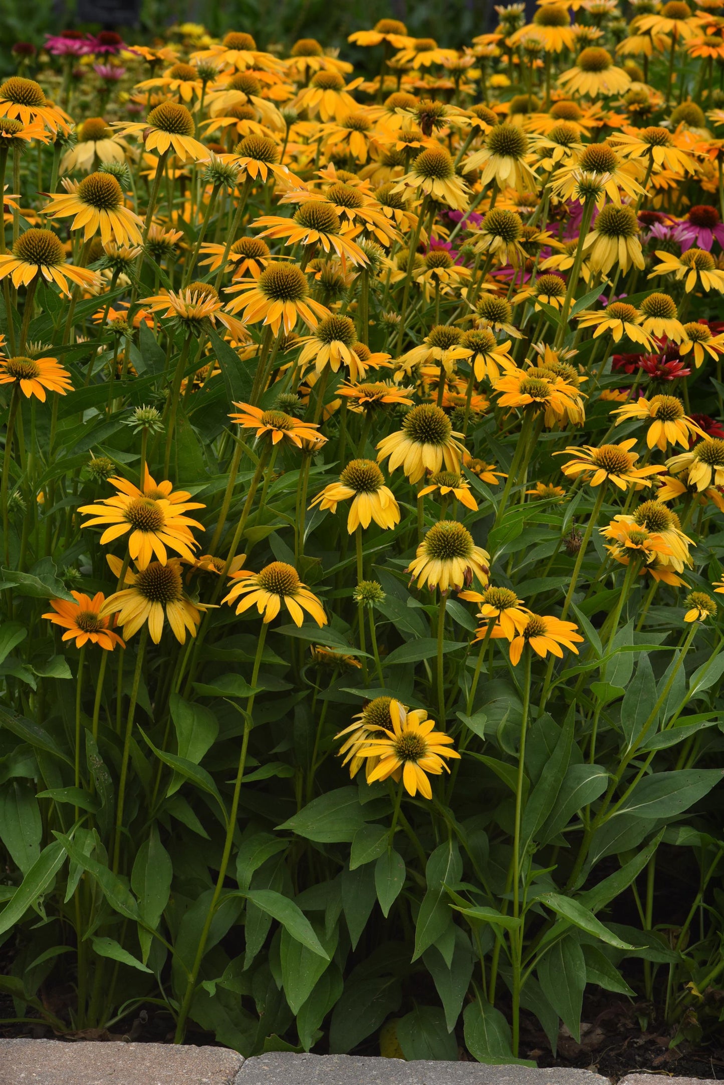 15 Echinacea Seeds Echinacea Artisan Yellow Ombre Flower Seeds