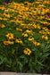 15 Echinacea Seeds Echinacea Artisan Yellow Ombre Flower Seeds