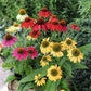 15 Echinacea Seeds Pollynation Mix Perennial Seeds