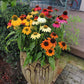 15 Echinacea Seeds Pollynation Mix Perennial Seeds