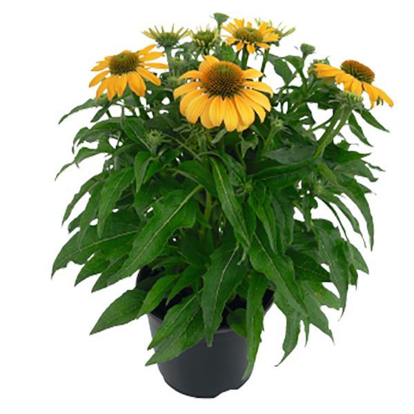 15 Echinacea Seeds Pollynation Yellow Perennial Seeds