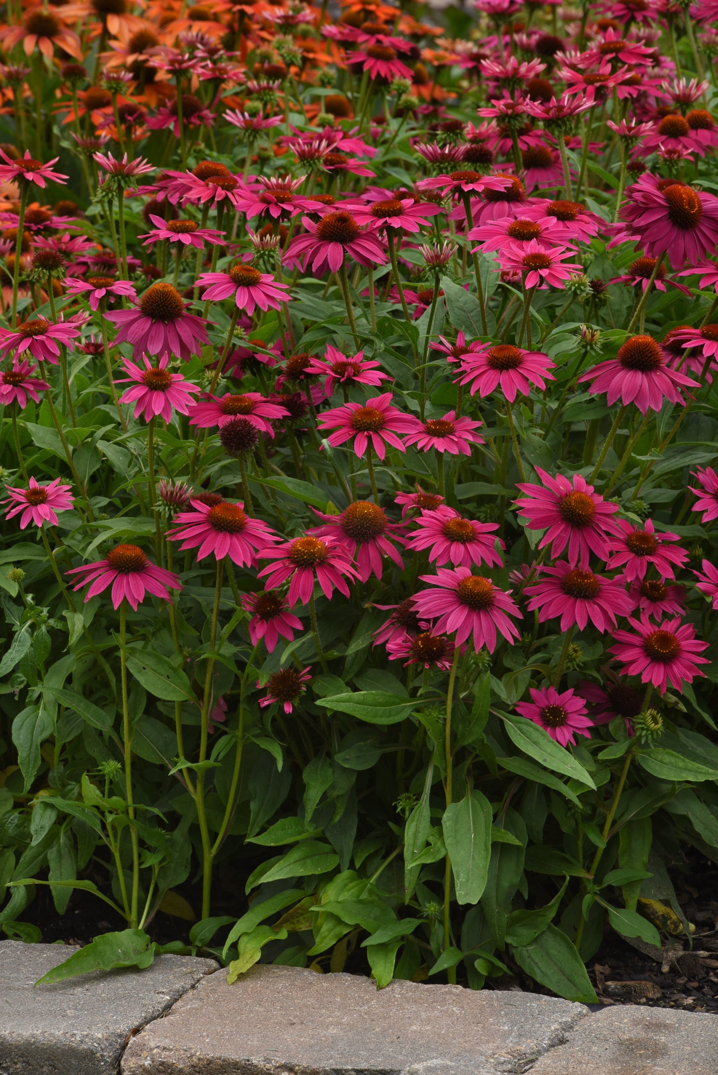 15 Echinacea Seeds Echinacea Artisan Brilliant Rose Flower Seeds