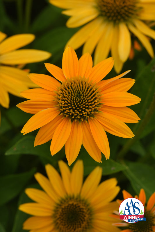 15 Echinacea Seeds Echinacea Artisan Yellow Ombre Flower Seeds