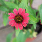 15 Echinacea Seeds Pollynation Magenta Perennial Seeds