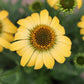 15 Echinacea Seeds Pollynation Yellow Perennial Seeds