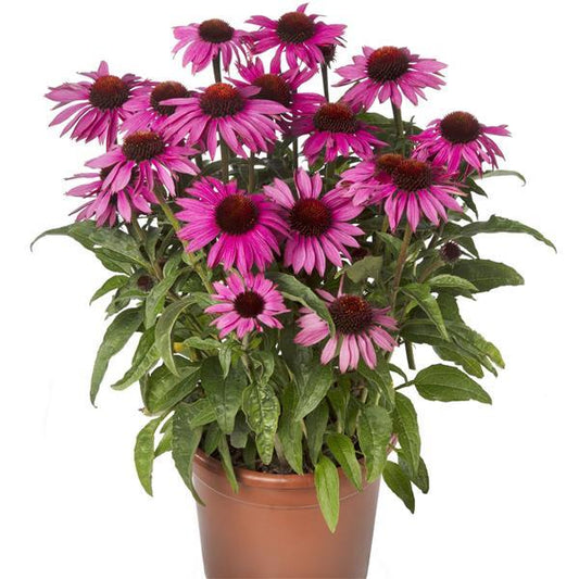 25 Echinacea Seeds Prairie Splendor Compact Dark Rose